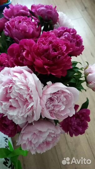 Пионы крупные