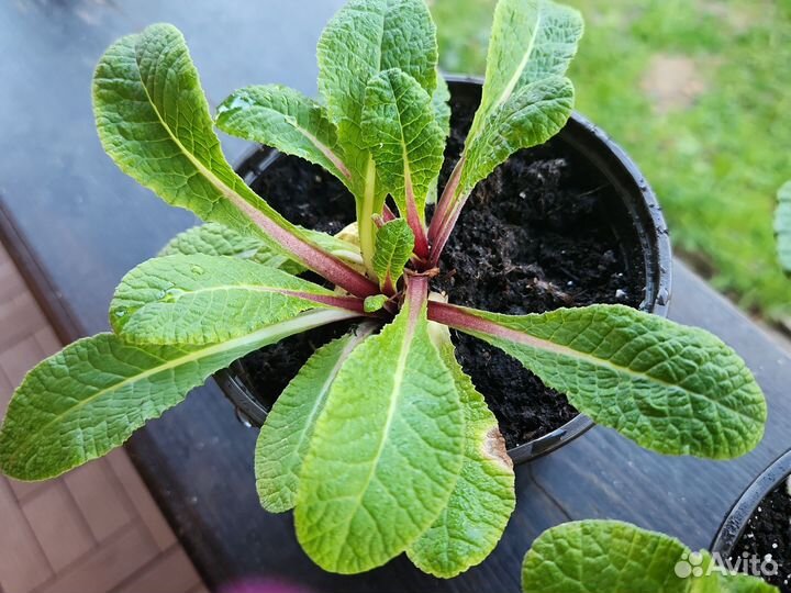 Примула махровая Беларина