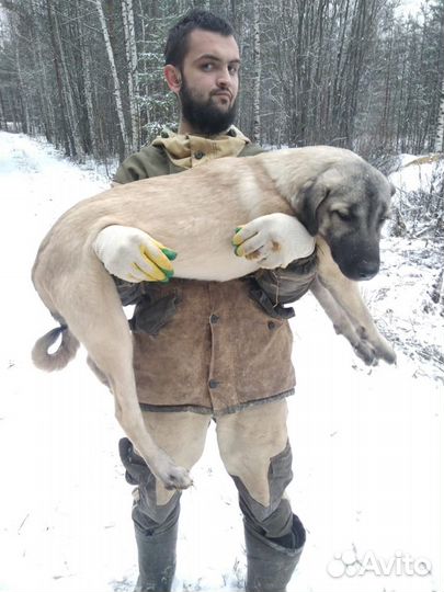 Щенки турецкий кангалы