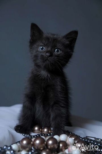 Черные комочки в дар