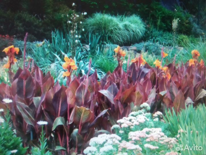 Цветы канны