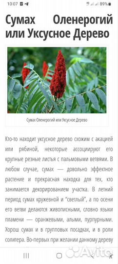 Саженцы сумах оленерогий-уксусное дерево