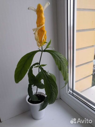 Пахистахис