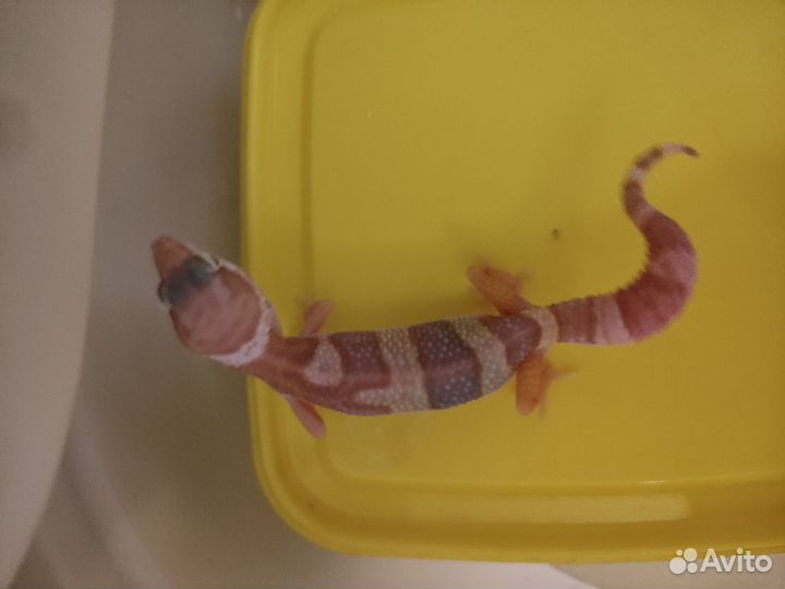 Эублефар