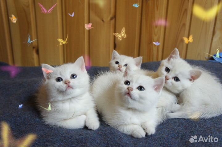 Британские малышки