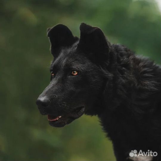 Крупный чёрный пес для частного дома