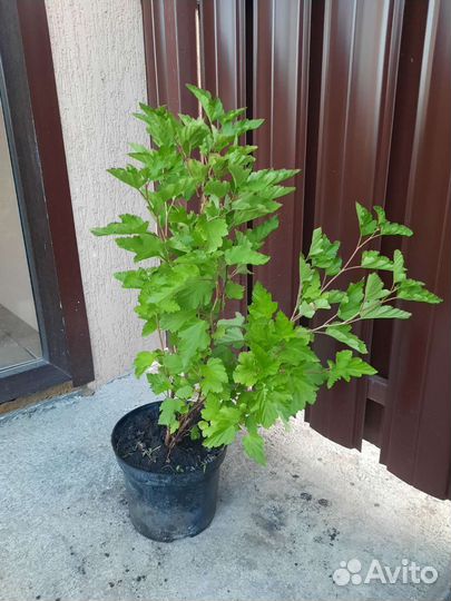 Спирея калинолистная