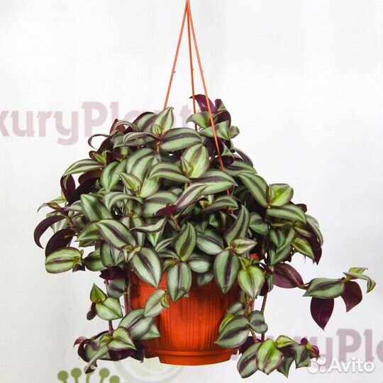 Отростки традесканции Зебрина