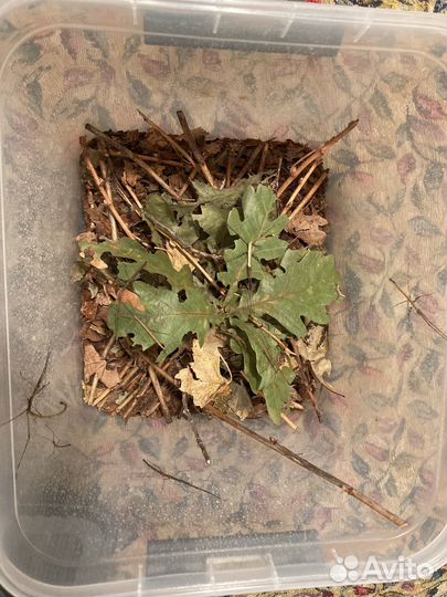 Палочник вьетнамский