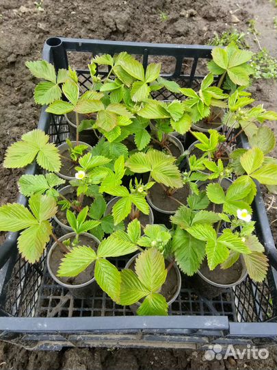 Саженцы земляники