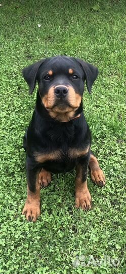 Ротвейлер щенок