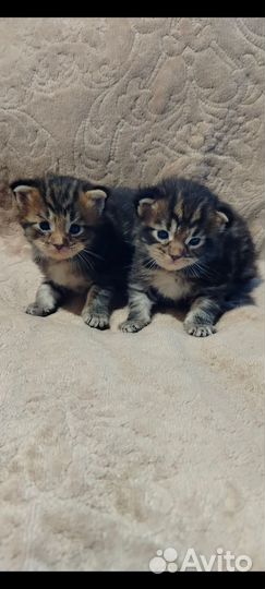 Мейн- кун котята