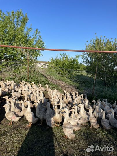 Домашняя пьица