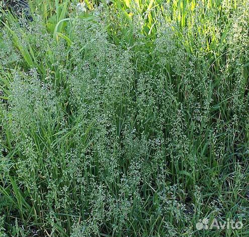 Мятлик луговой семена