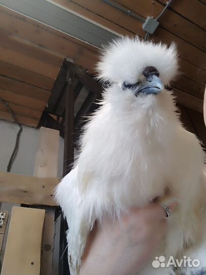 Инкубационное яйцо китайские шелковые куры