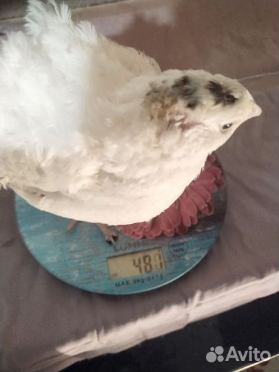 Яйца перепелиные