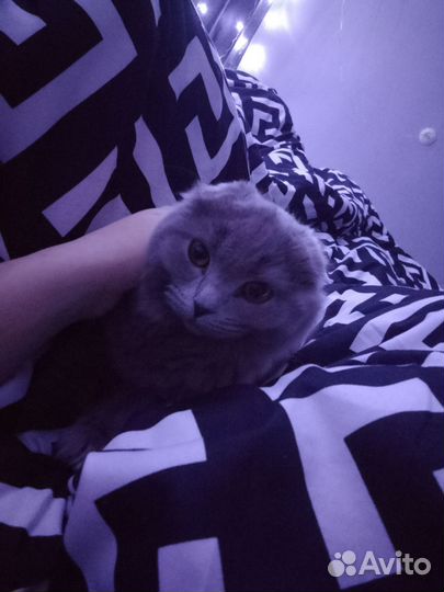 Шотландская вислоухая кошка серая
