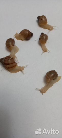 Улитки ахатины ретикулята