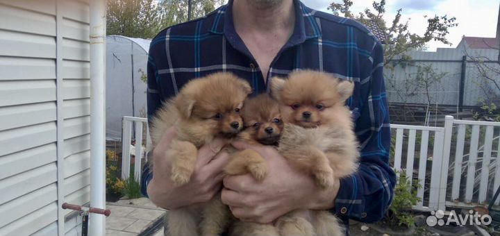 Щенки померанского шпица медвежьего типа