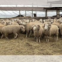 Бараны и овцы на Курбан, Акыйку и Назир Курбан