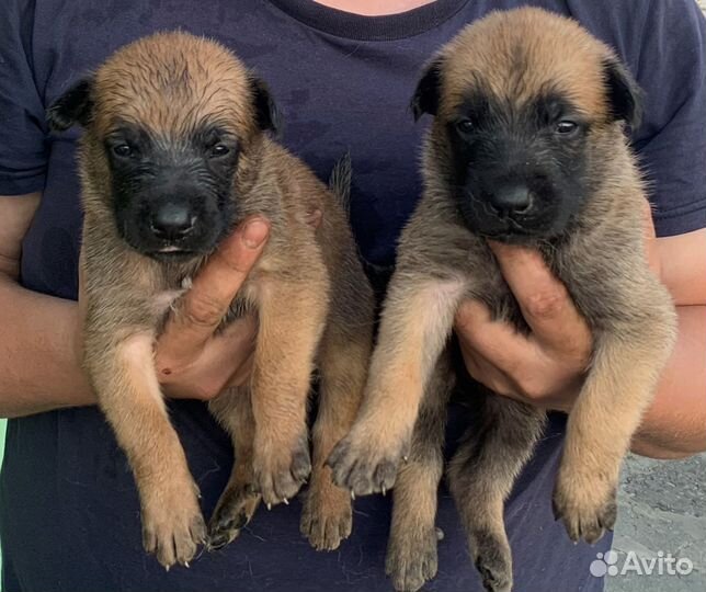 Щенки бельгийской овчарки малинуа