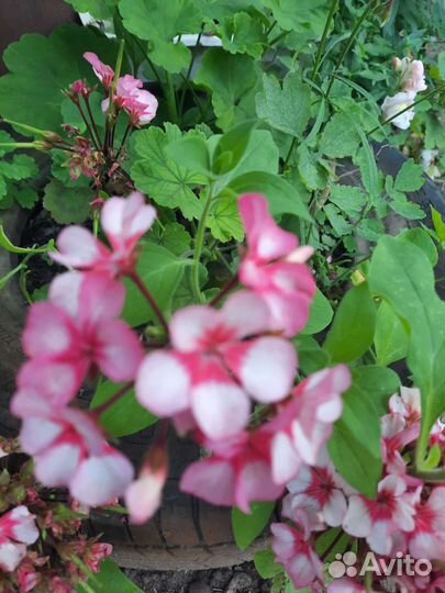 Герань пеларгония