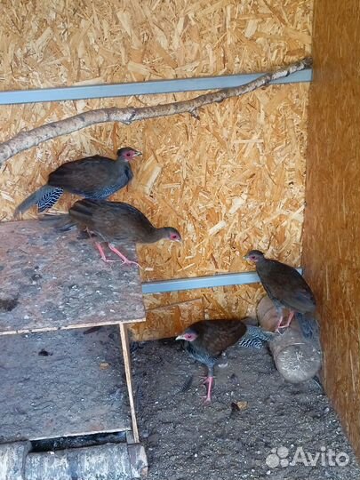 Серебряный фазан