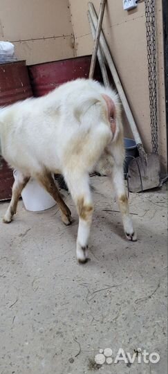 Козел зааненский на вязку (не продажа)
