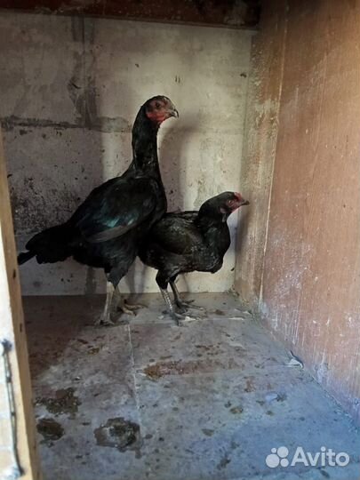 Куры бойцовые