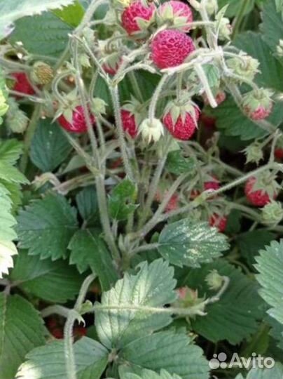 Земклуника Пенелопа