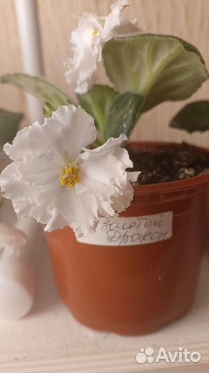 Сортовые фиалки