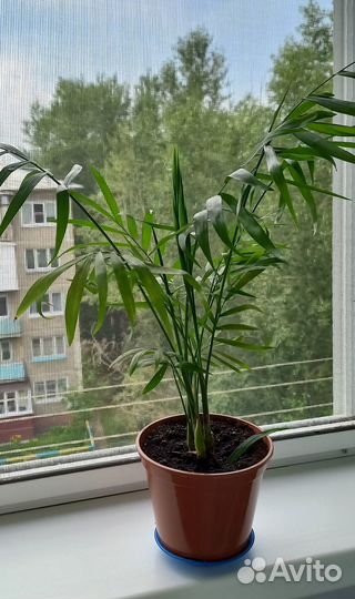 Хамедорея