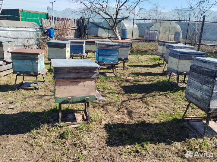 Пчелы и улья