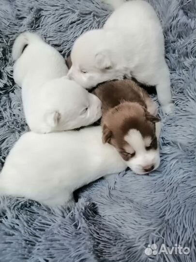 Собаки щенки