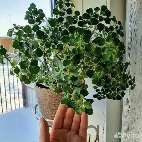 Суккуленты