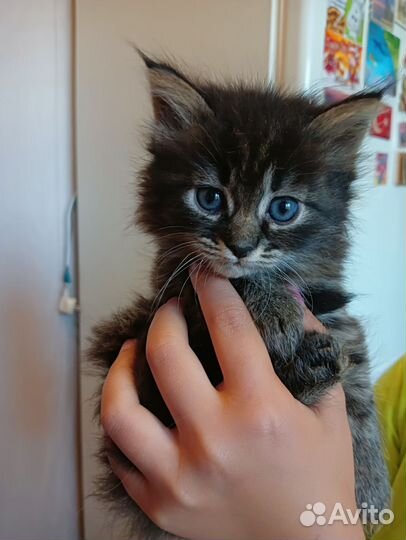 Котята домашние