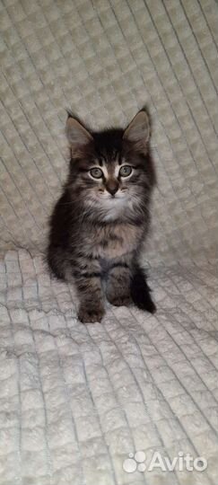 Отдам котят в хорошие руки