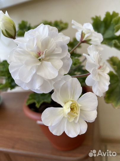 Пеларгония герань