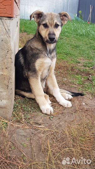 Щенок девочка