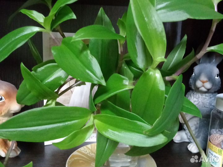 Бегония желтая,кипарис и туя