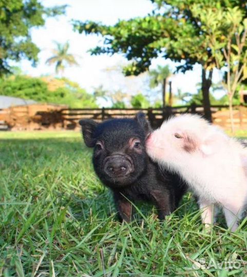 Зцм для поросят