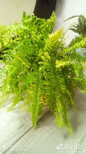 Папоротник тигр, замиокулькас
