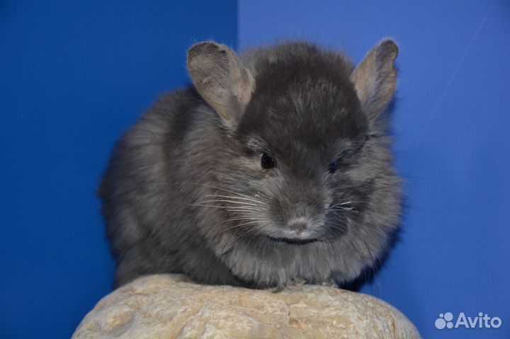 Шиншиллы пара