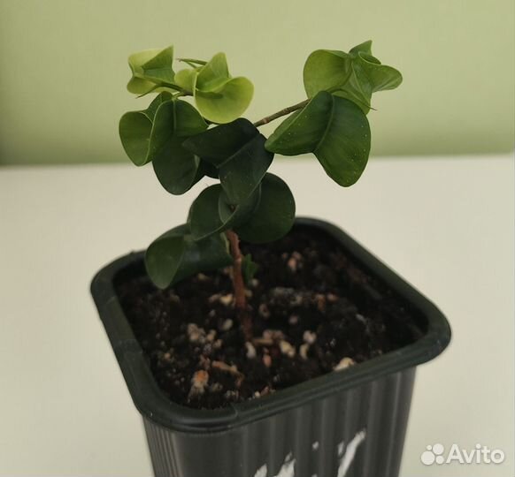 Фикус барок