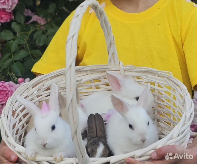 Декоративные кролики в добрые руки