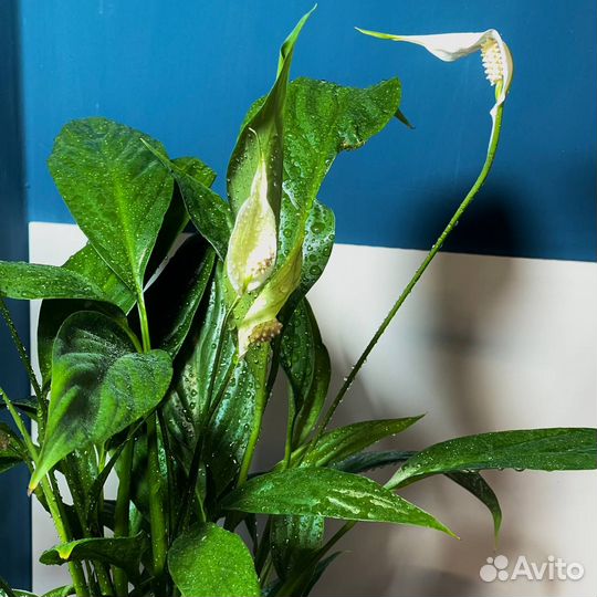 Цветок Спатифиллум (Женское счастье)