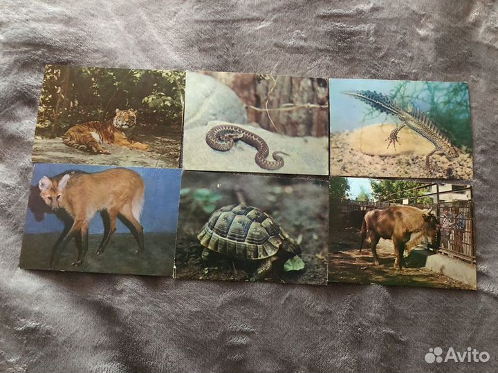 Советские открытки Московского зоопарка