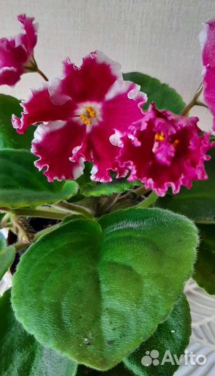 Фиалки сортовые