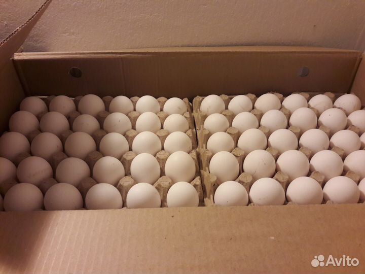Инкубационные яйца бройлеров весна 2024 года