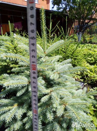 Ель голубая и обыкновенная